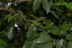 Reinwardtiodendron anamalaiense